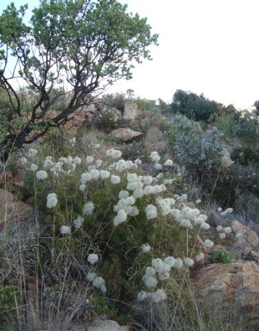 Clematis villosa subsp. stanleyi